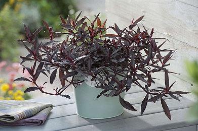 《Symphonia》公开登陆steam 弹小提琴攻关冒险