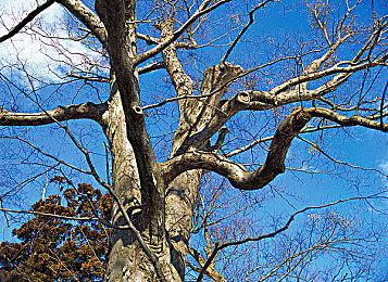 《节奏天鸽》公开首个迷你游戏玩法演示视频